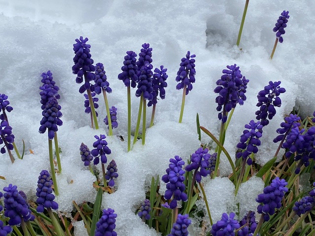 f:id:hyakusyoikki:20200329144142j:plain f:id:hyakusyoikki:20200329144142j:plain