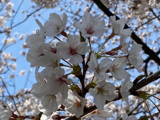 f:id:hyakusyoikki:20200415194602j:plain