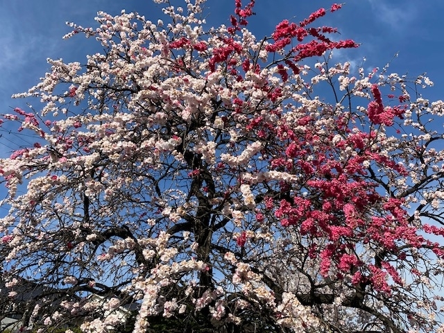 f:id:hyakusyoikki:20200426192314j:plain f:id:hyakusyoikki:20200426192314j:plain