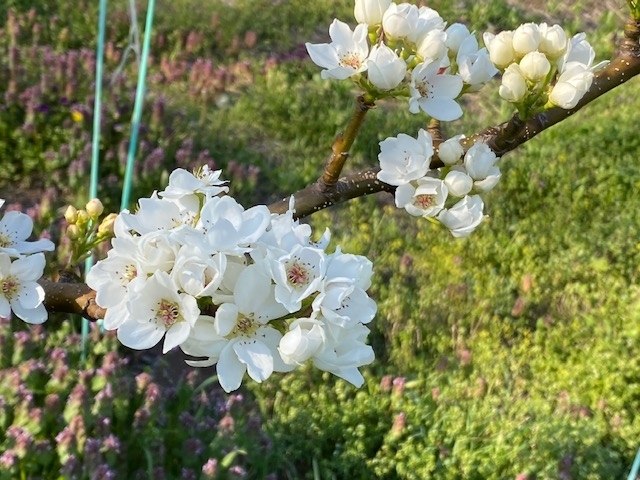 f:id:hyakusyoikki:20200430191218j:plain