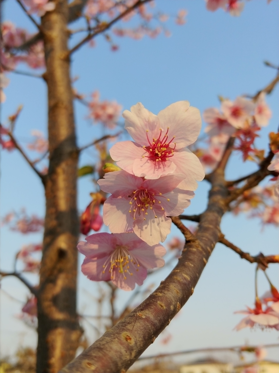f:id:hyakusyoumiman:20190315165037j:plain