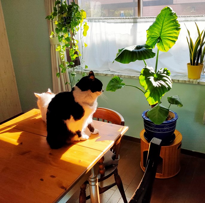 自律神経が整う習慣を猫から学ぼう - 私に良いこと☆