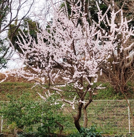 f:id:hyakuyou:20210312094859j:plain