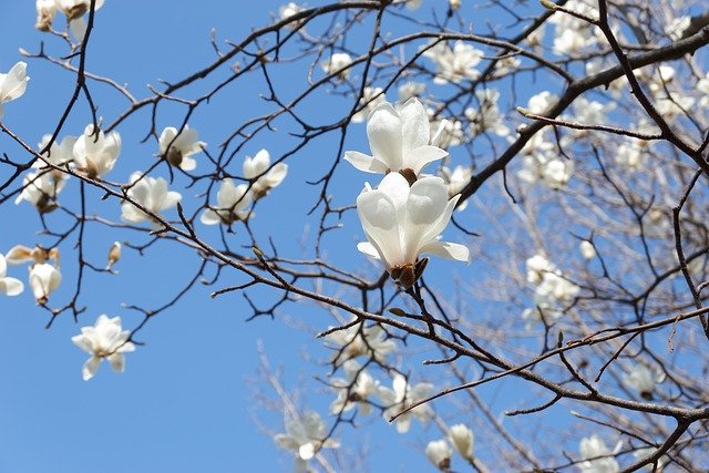 f:id:hyakuyou:20210320112122j:plain