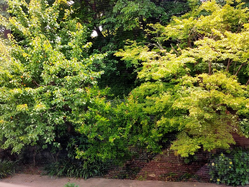 f:id:hyakuyou:20210526124939j:plain