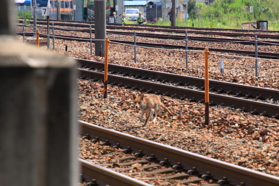 f:id:hyama5071:20200720205248j:plain f:id:hyama5071:20200720205248j:plain