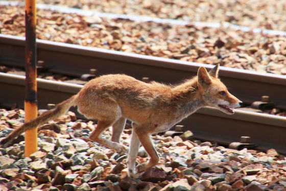 f:id:hyama5071:20200720205259j:plain f:id:hyama5071:20200720205259j:plain