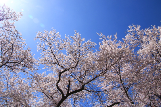 f:id:hyama5071:20210407204002j:plain