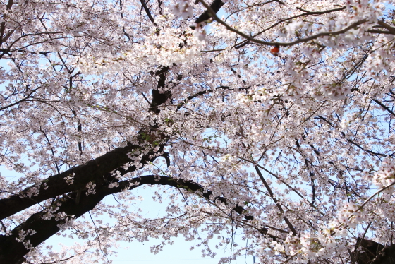 f:id:hyama5071:20210407204018j:plain