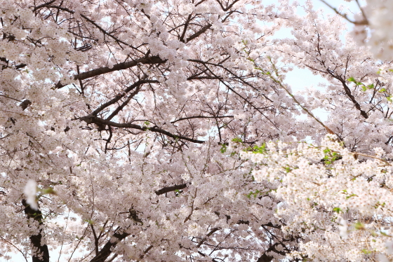 f:id:hyama5071:20220413164133j:plain