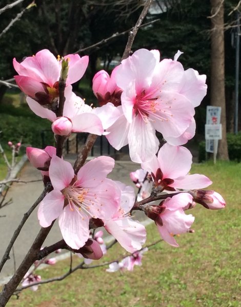 f:id:hyamasaki:20170331201006j:plain