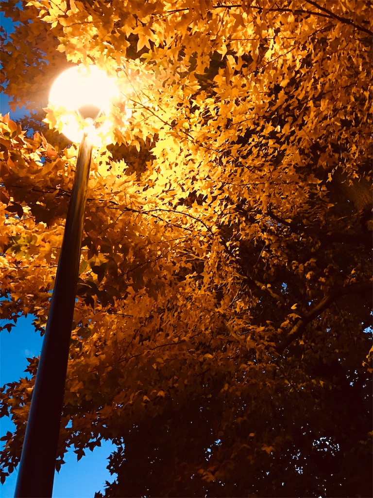 f:id:hyan_m:20191215014004j:image f:id:hyan_m:20191215014004j:image