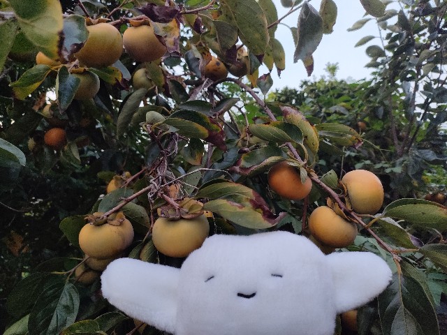 f:id:hyanahyu:20241009071527j:image