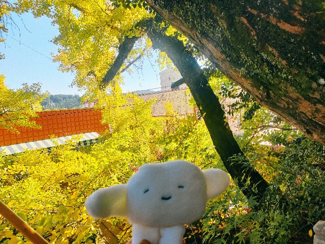 f:id:hyanahyu:20241106073343j:image