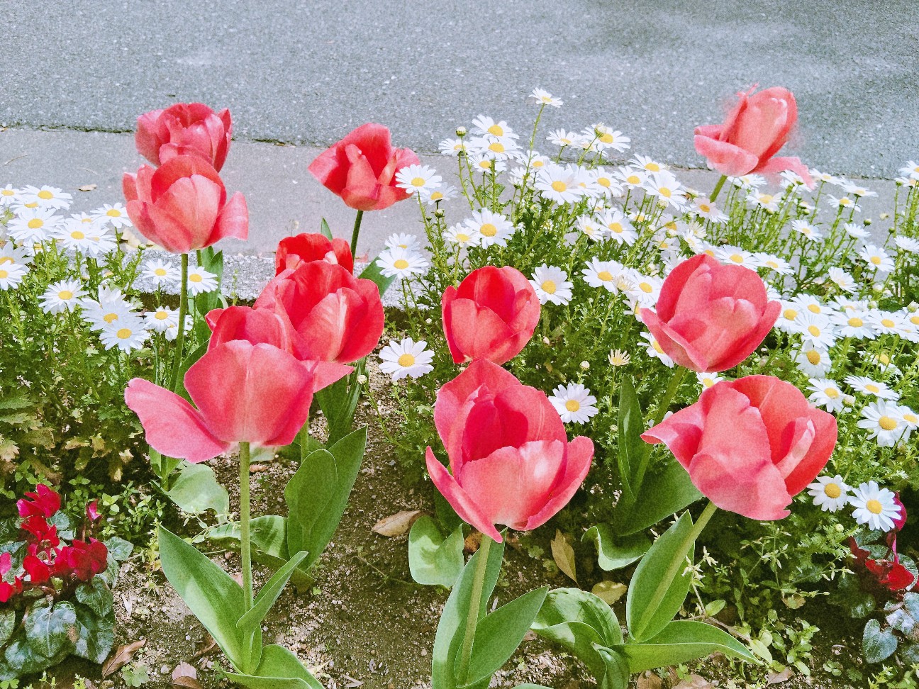f:id:hyanahyu:20260404111858j:image