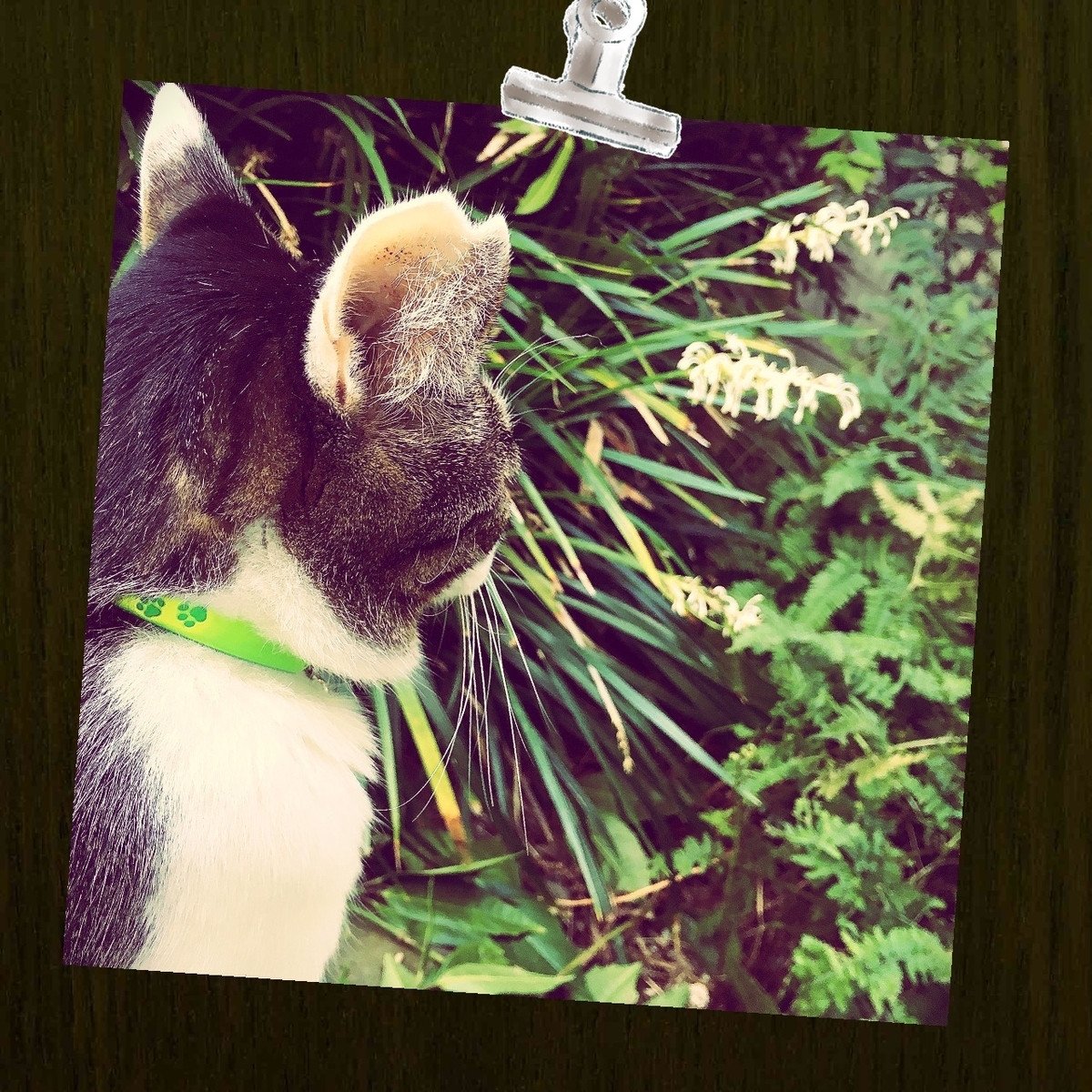 ナイト プール パシャパシャ