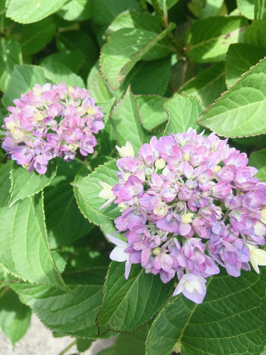 f:id:hydrangea2602:20200520144420j:plain