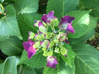 f:id:hydrangea2602:20200603103845j:plain