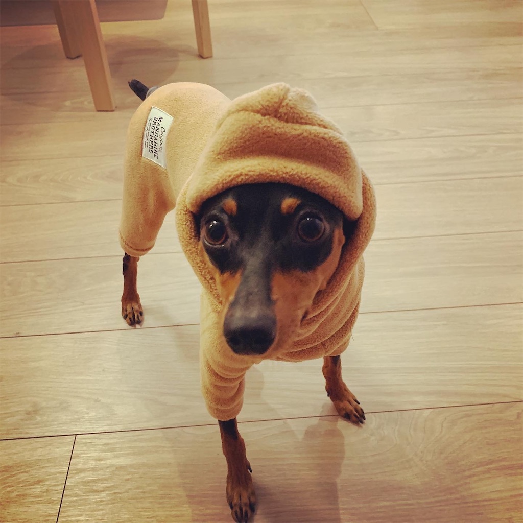 浪費家自称ミニマリストが9月1週目に買ったもの 愛犬とのシンプルな暮らし