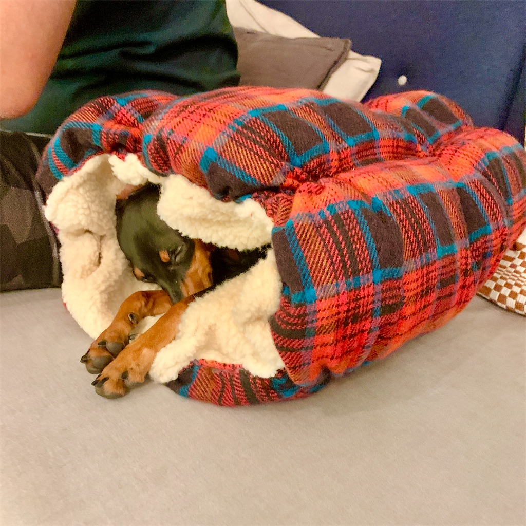 カインズホームのオススメ犬グッズ 愛犬とのシンプルな暮らし カインズホームのオススメ犬グッズ 愛犬とのシンプルな暮らし