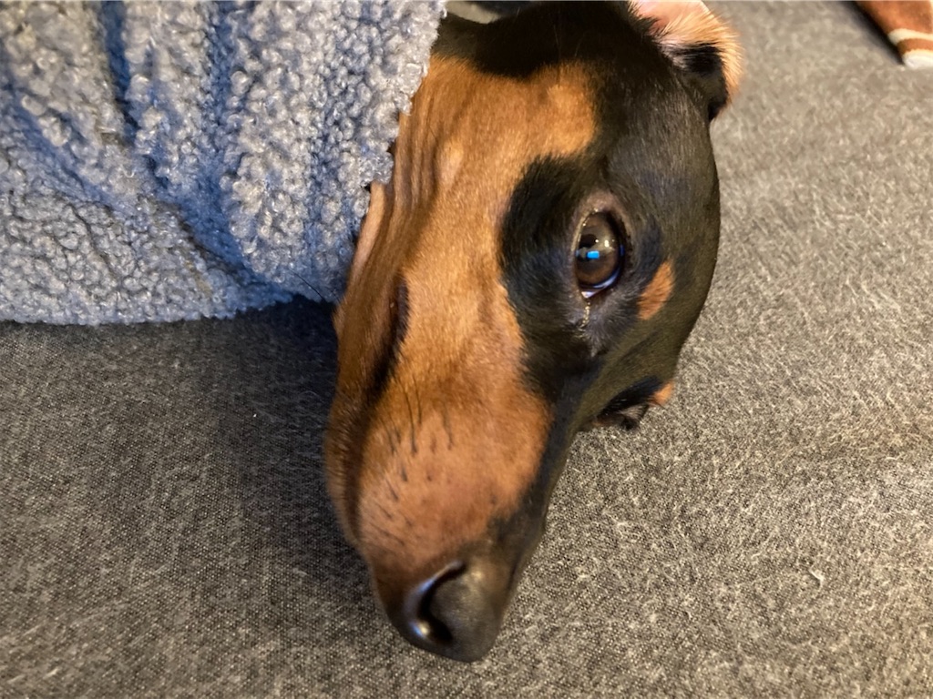 f:id:hygge47:20201010090042j:image f:id:hygge47:20201010090042j:image