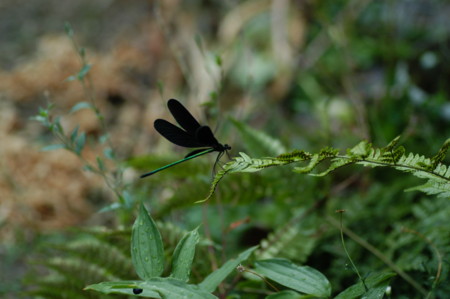 f:id:hyla:20100815061933j:image