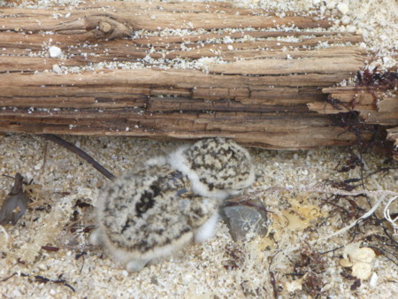 f:id:hyla:20130602140222j:image