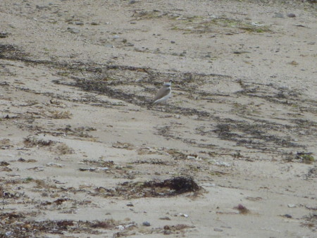 f:id:hyla:20130602140808j:image