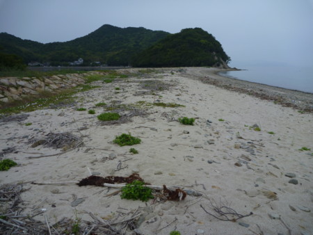 f:id:hyla:20130602145932j:image