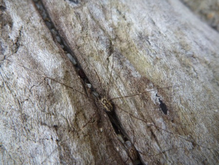 f:id:hyla:20130602154945j:image