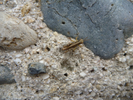 f:id:hyla:20130602161925j:image