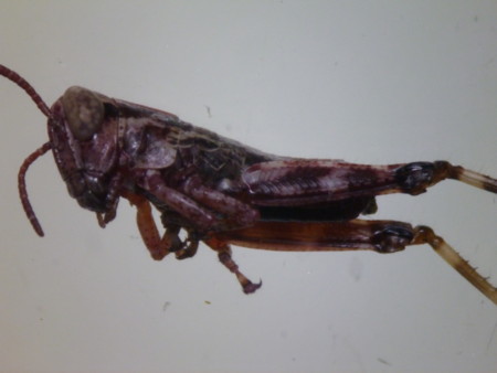 f:id:hyla:20130602210450j:image