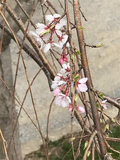 f:id:hymyritsuko:20190326165027j:image f:id:hymyritsuko:20190326165027j:image