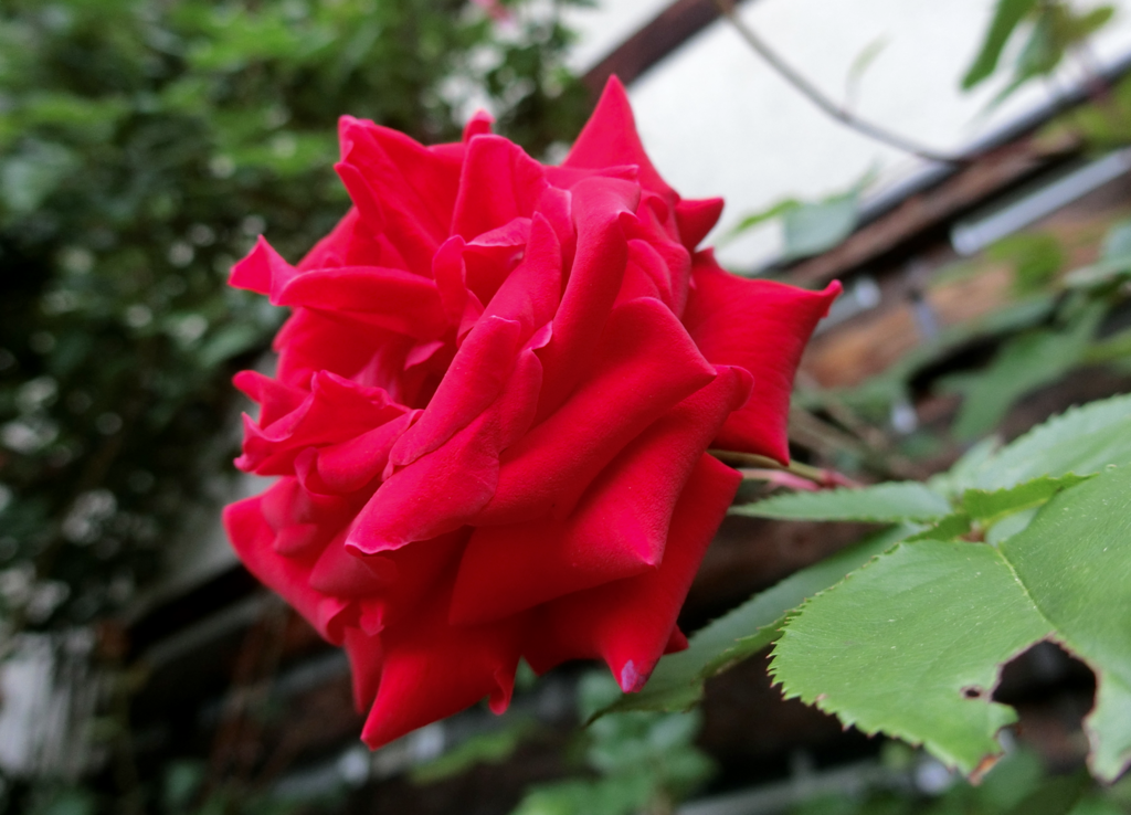 f:id:hynm_fukuyama:20170703052627p:plain f:id:hynm_fukuyama:20170703052627p:plain