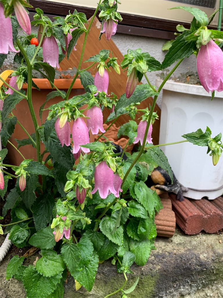 f:id:hynm_kumasaka:20190514163534j:image