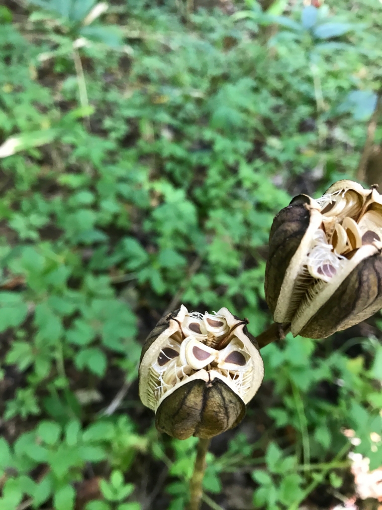 f:id:hynm_plant_soil:20161016173413j:plain