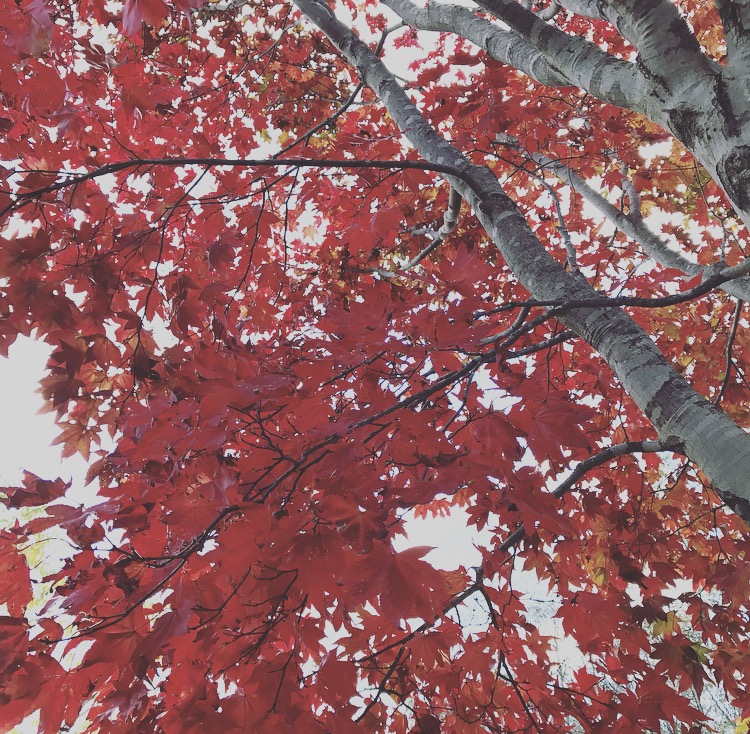f:id:hynm_plant_soil:20161016180533j:plain