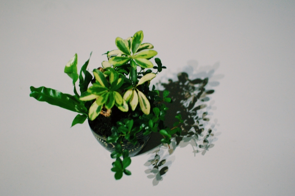 f:id:hynm_plant_soil:20180720172850j:plain