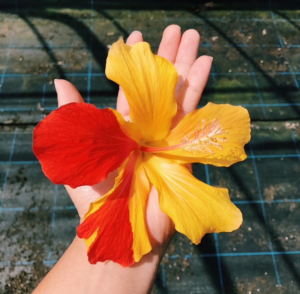 f:id:hynm_plant_soil:20180720181218j:plain