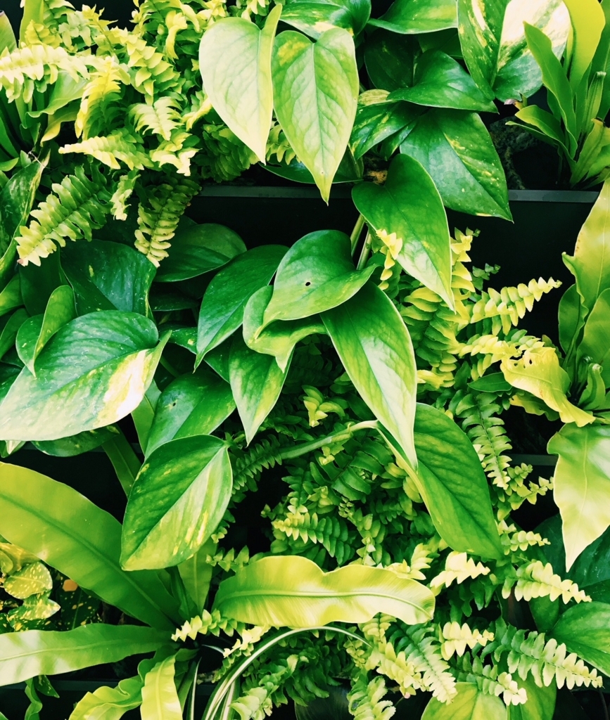 f:id:hynm_plant_soil:20180720181239j:plain