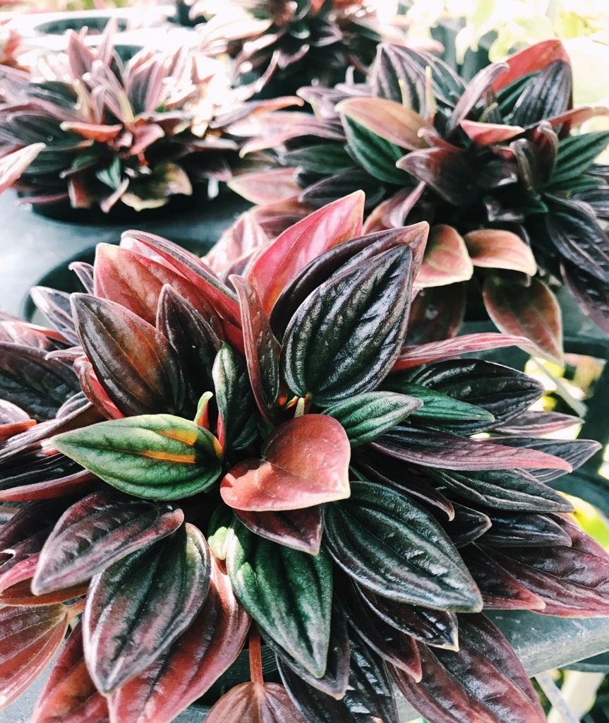 f:id:hynm_plant_soil:20180720182048j:plain