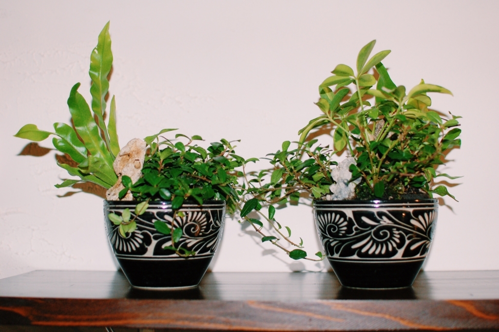 f:id:hynm_plant_soil:20180720184239j:plain
