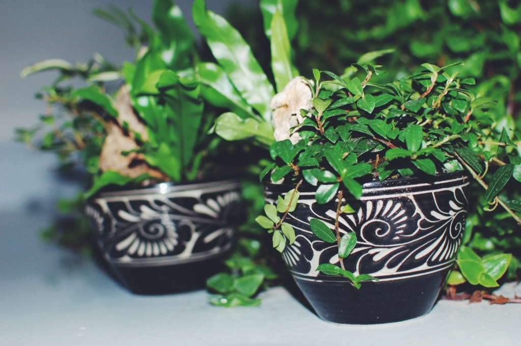 f:id:hynm_plant_soil:20180720185507j:plain