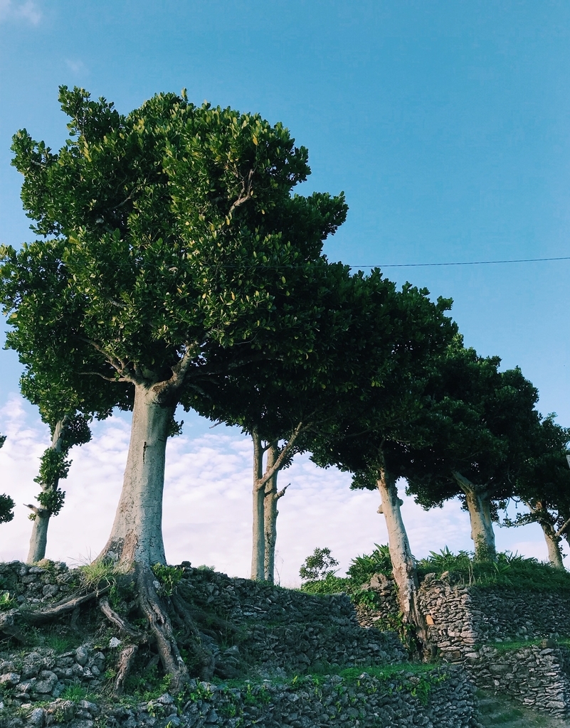f:id:hynm_plant_soil:20181208123234j:plain