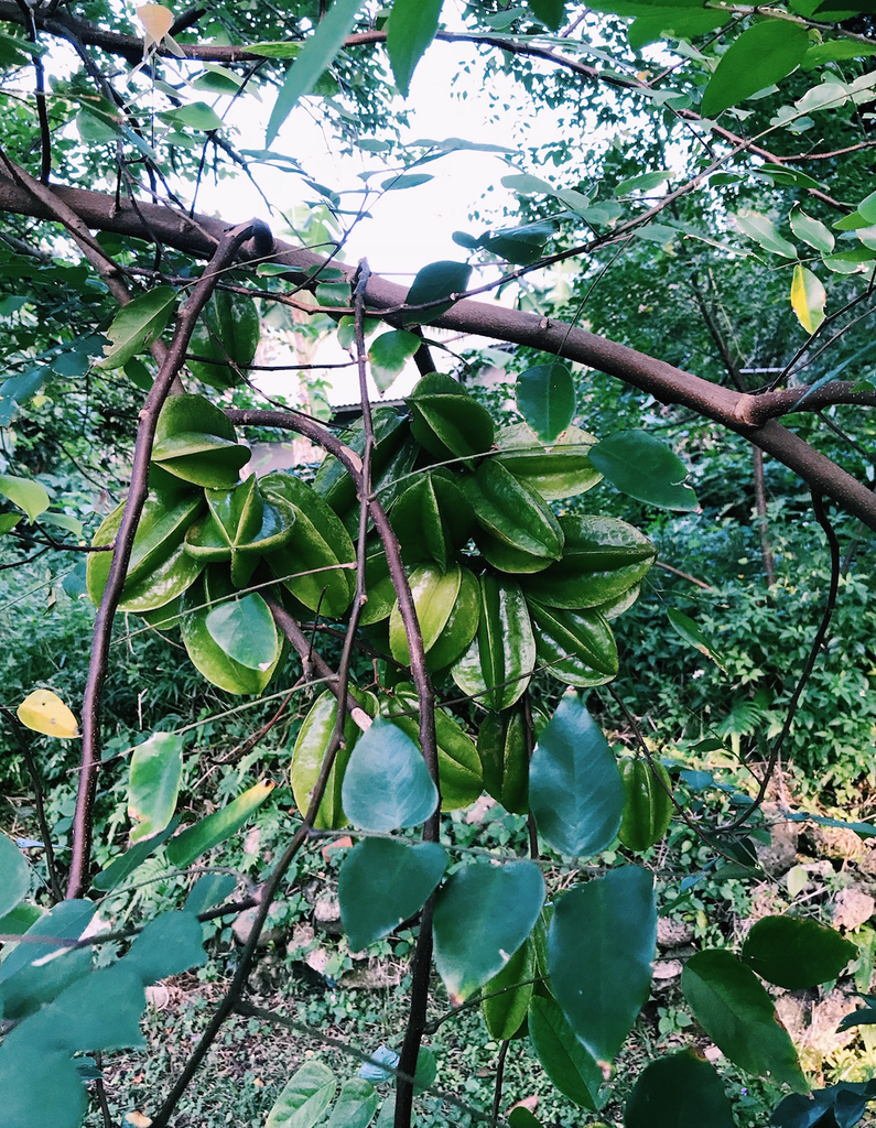 f:id:hynm_plant_soil:20181208125013p:plain