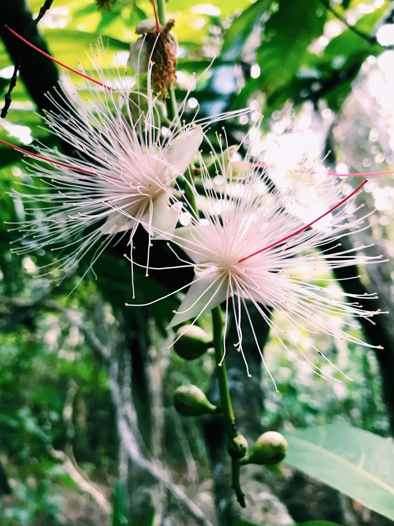 f:id:hynm_plant_soil:20181208132440j:plain