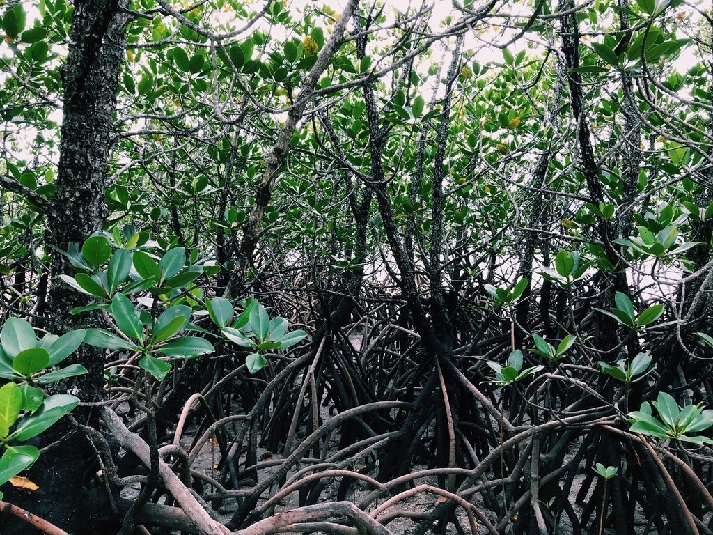 f:id:hynm_plant_soil:20181208132902j:plain