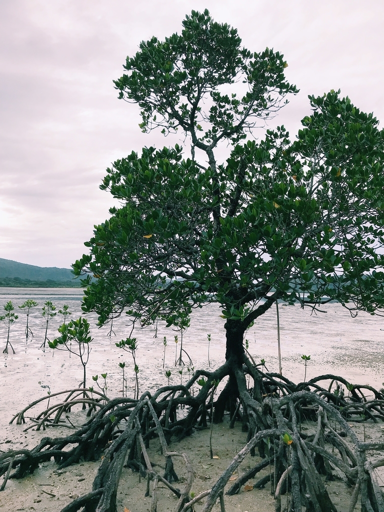 f:id:hynm_plant_soil:20181208132913j:plain