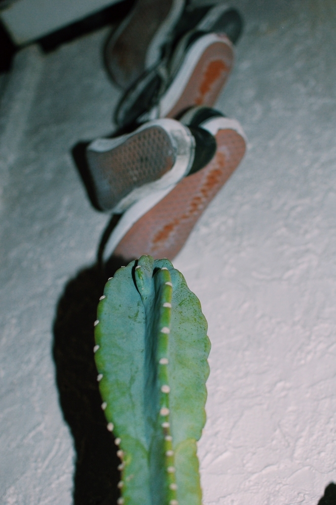 f:id:hynm_plant_soil:20181223212111j:plain