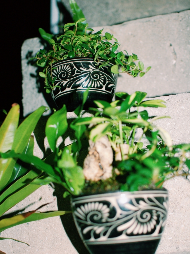 f:id:hynm_plant_soil:20181230230116j:plain f:id:hynm_plant_soil:20181230230116j:plain